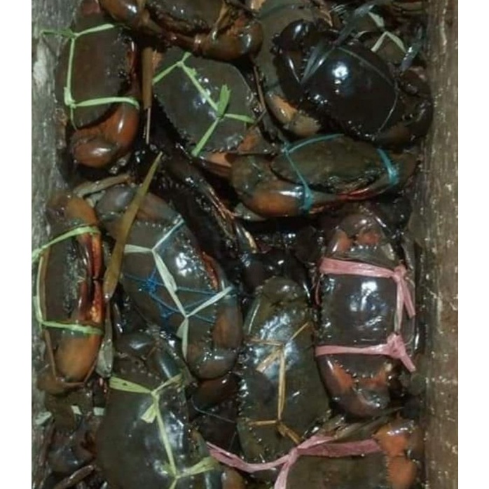 

kepiting HIDUP 1kg isi +/- 6 ekor