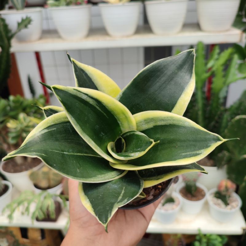 Sansevieria Pagoda | DP 10cm