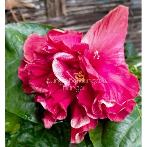 bibit kembang sepatu tumpuk & bunga hibiscus tumpuk merah lebar