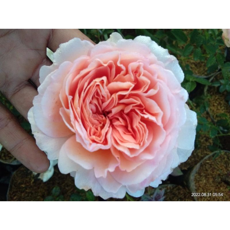 Mawar import Abraham Darby