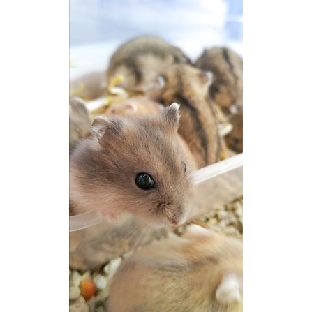 Hamster Winter White Blue Argente SiGembul (KHUSUS AREA SEMARANG GRAB EXPRESS/INSTANT)