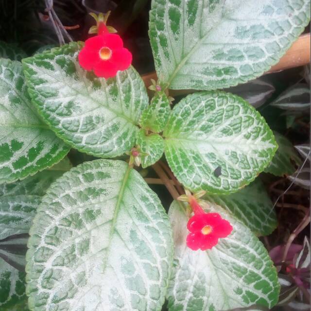 tanaman gantung episcia hijau - episcia siver hijau - beludru hijau