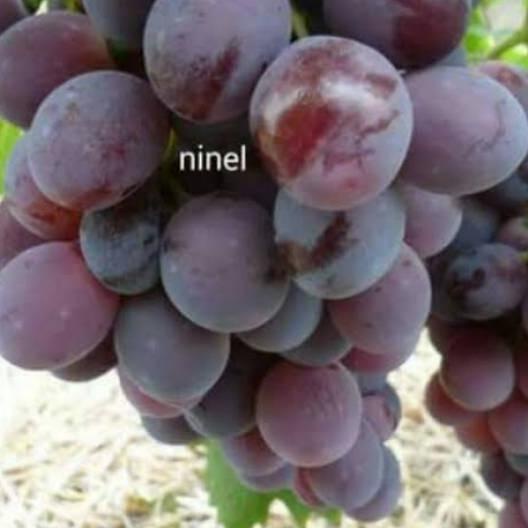✬ BIBIT ANGGUR IMPORT NINEL ( BIBIT ANGGUR NINEL ) ➫