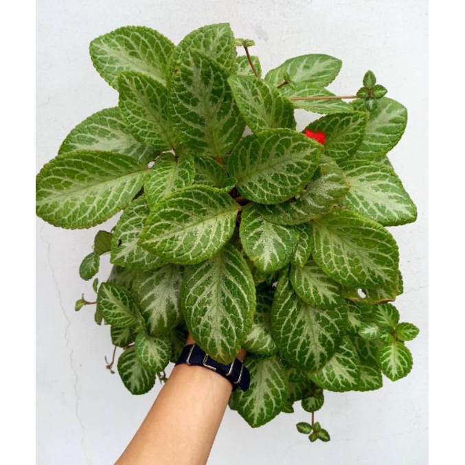 tanaman hias episcia hijau - episcia - tanaman episcia