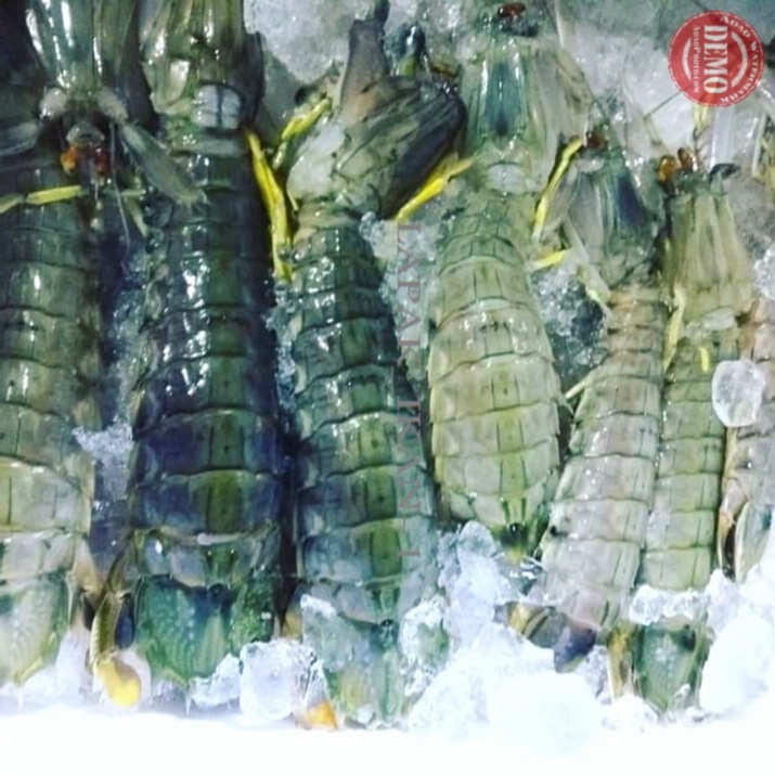 

Udang Segar Ronggeng Seafood Segar Fresh Bergaransi 1Kg