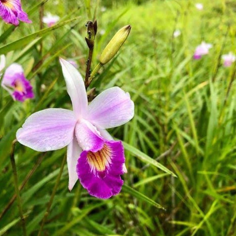 DIARY PETANI - Anggrek Bambu Arundina Graminifolia