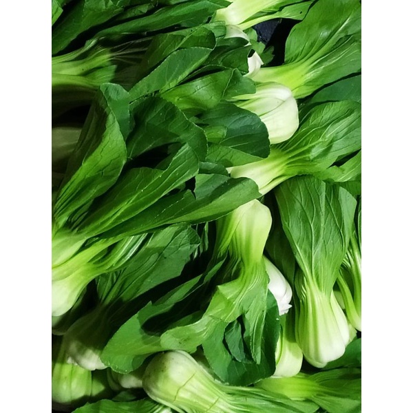 

Pakcoy / Pokcoy (500gram-1Kg)