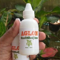 Penumbuh tunas aglonema