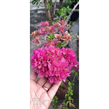 Bougenville hawai pink