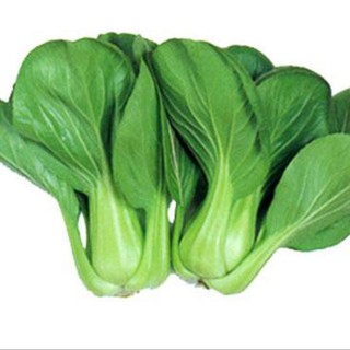 Bibit / Benih Biji Sawi Sendok Pak Choy Pakcoy Bok Choy F1 Hybrid Green