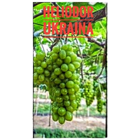 BIBIT ANGGUR HELIODAR UKRAINA IMPOR
