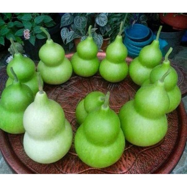 Benih Labu Botol atau Benih Bibit Labu Botol atau Tanaman Unik