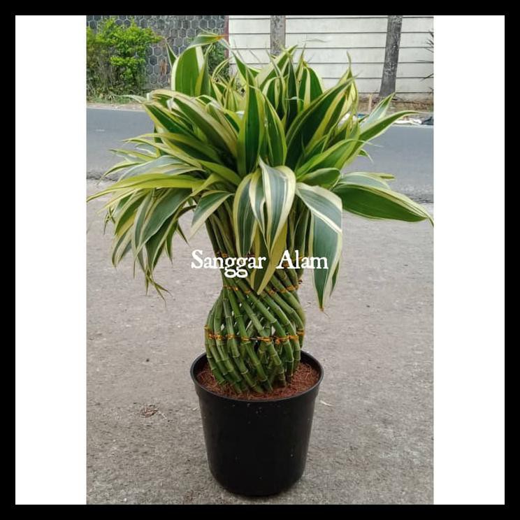 Tanaman Bambu Hoki Mini Varigata