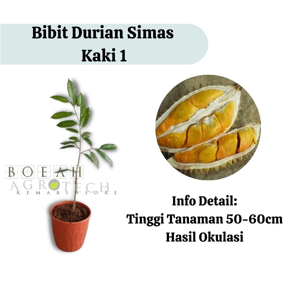 Bibit Durian Simas Kaki 1 (Jaminan Original)