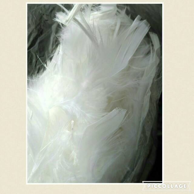 Bulu angsa warna warni/ bulu angsa meteran