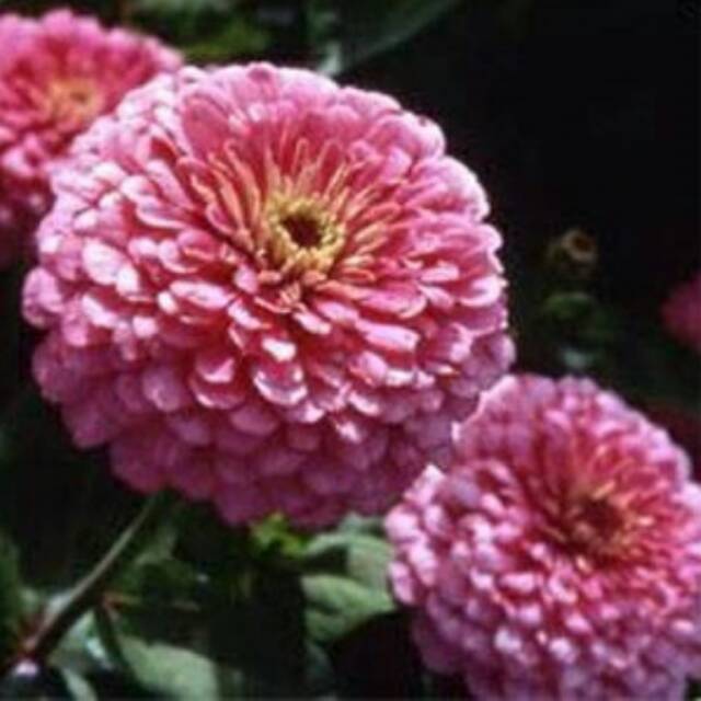 Zinnia Luminosa Pink
