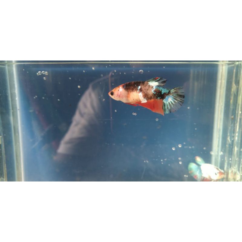 cupang koi multicolor female full telur