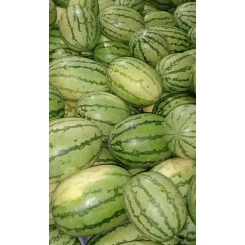 

SEMANGKA