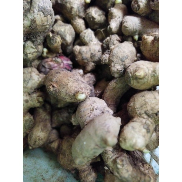 

Jahe Gajah Size Kecil 1kg