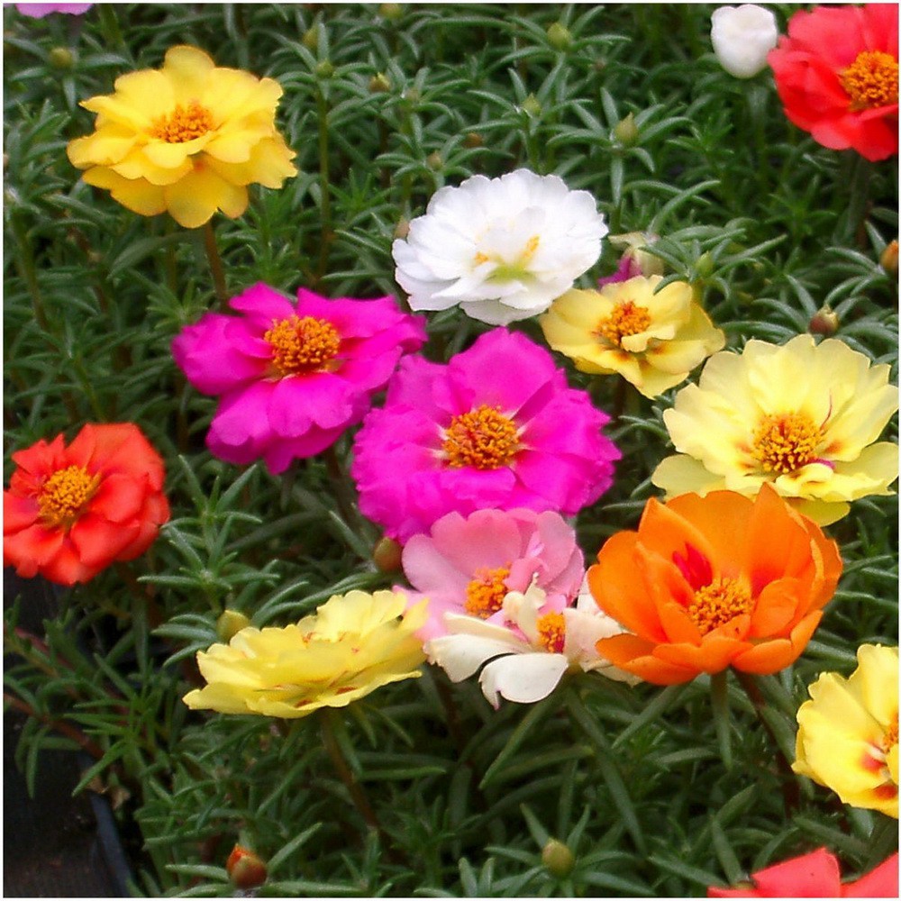 PlantaSeed - 50 Seeds - Portulaca Double Mix Biji Bunga - PAS0229