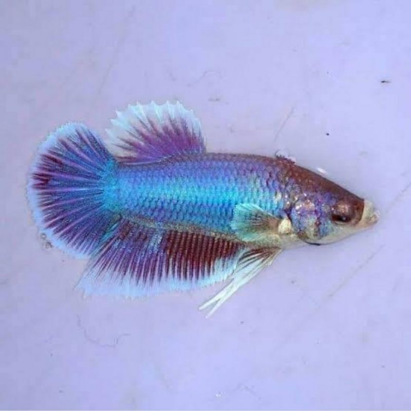 cupang big ear female