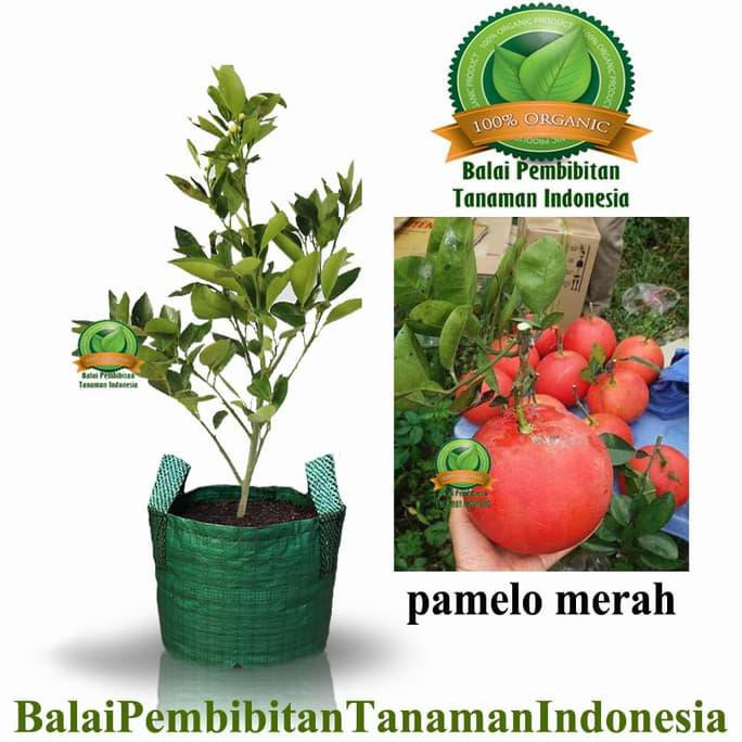 #_# BIBIT JERUK PAMELO MERAH / BIBIT BUAH / TANAMAN LEN