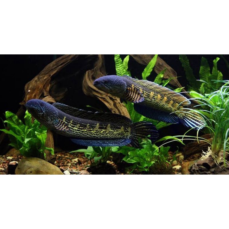 channa auranti baby 4cm