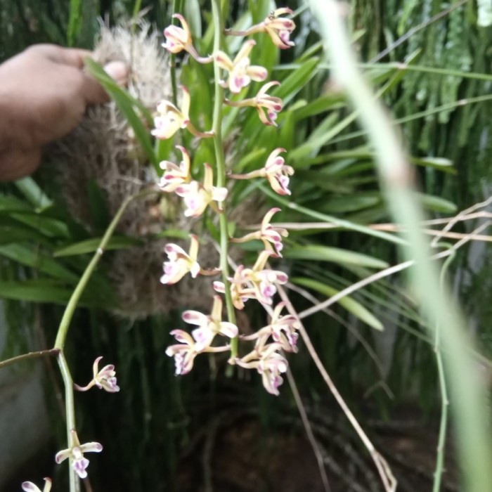 Anggrek hutan Acriopsis javanica dewasa