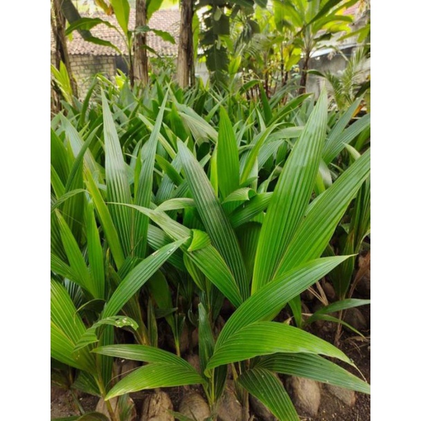 Bibit Kelapa Kopyor Asli Pati / Genjah / Hibrida / Entok / Wulung / Pandan Wangi / Wulung Genjah