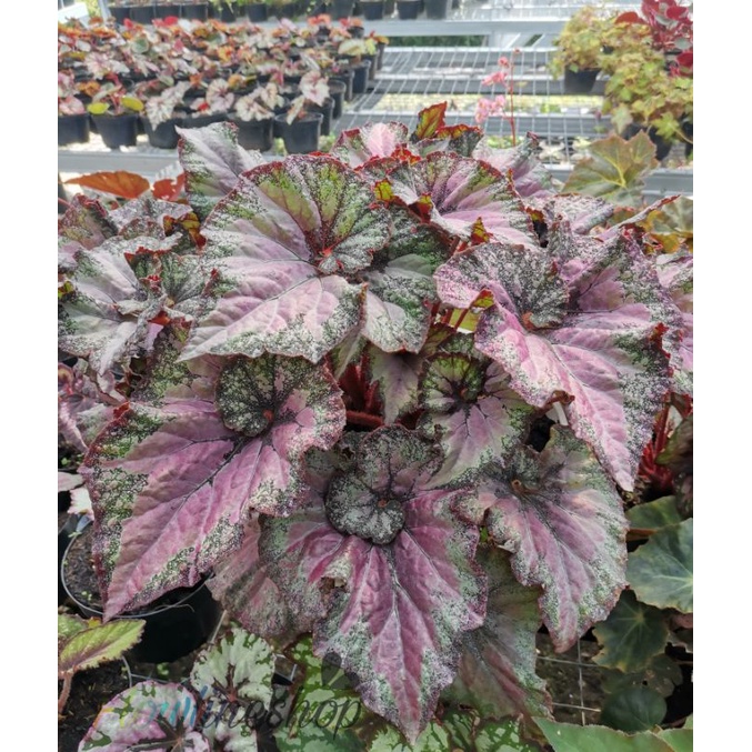 tanaman hias begonia keong merah
