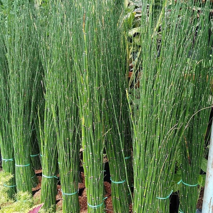 tanaman hias bambu air - pohon bambu air