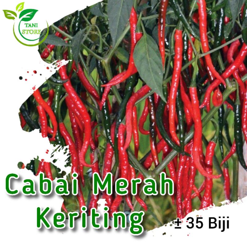 ± 25 biji benih cabe merah keriting_Bibit tanaman
