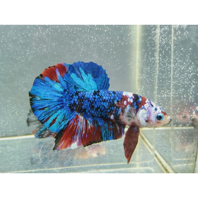 

CUPANG BLACK KOI MASKING GALAXY
