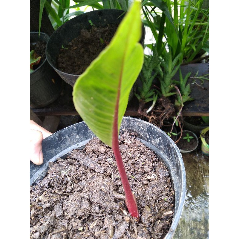 Anturium black beauty 1 daun