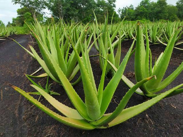 Bibit Lidah Buaya Jumbo/ Bibit Aloevera Giant