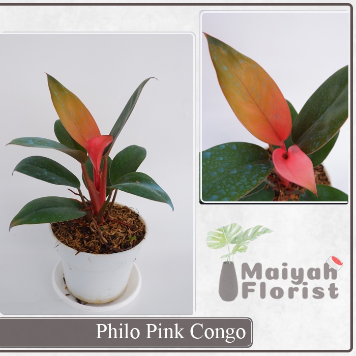 Philo Pink Congo - Tanaman Hias - Tanaman Daun