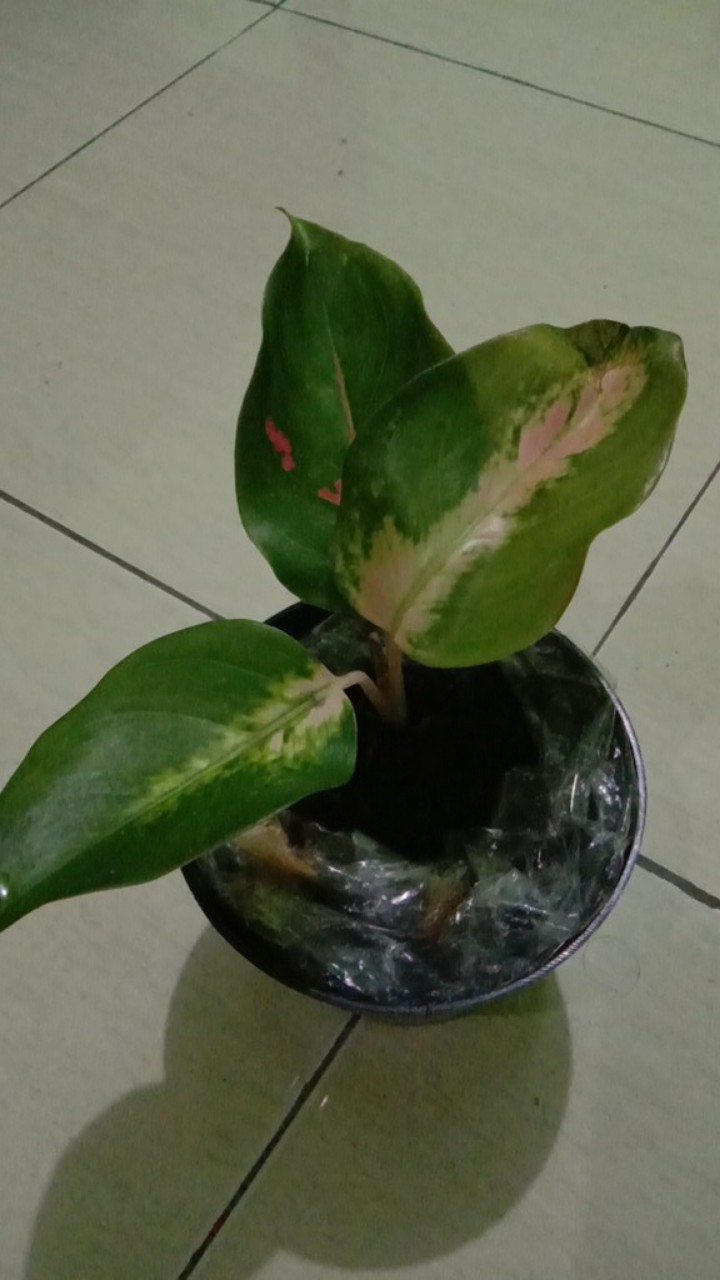 Aglonema Red Kochin