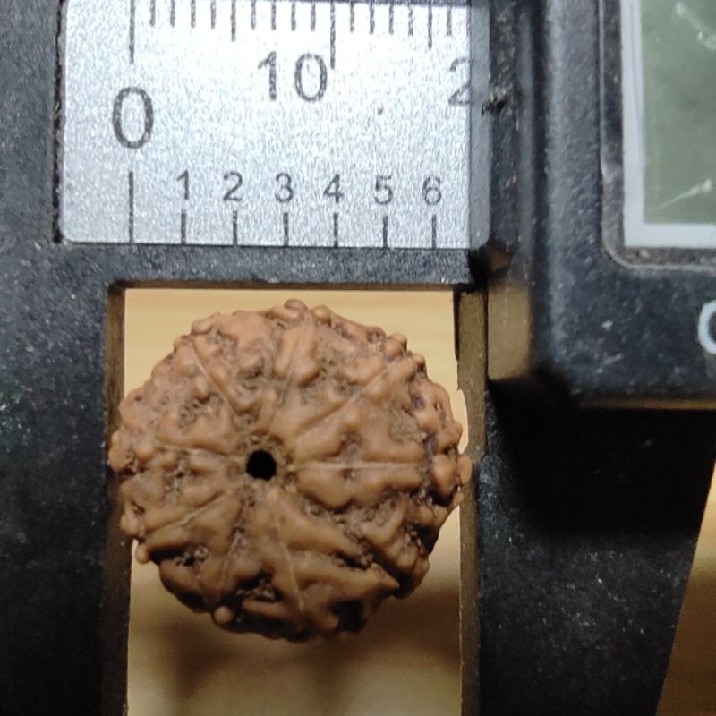 rudraksha mukhi 9 size 18 mm up