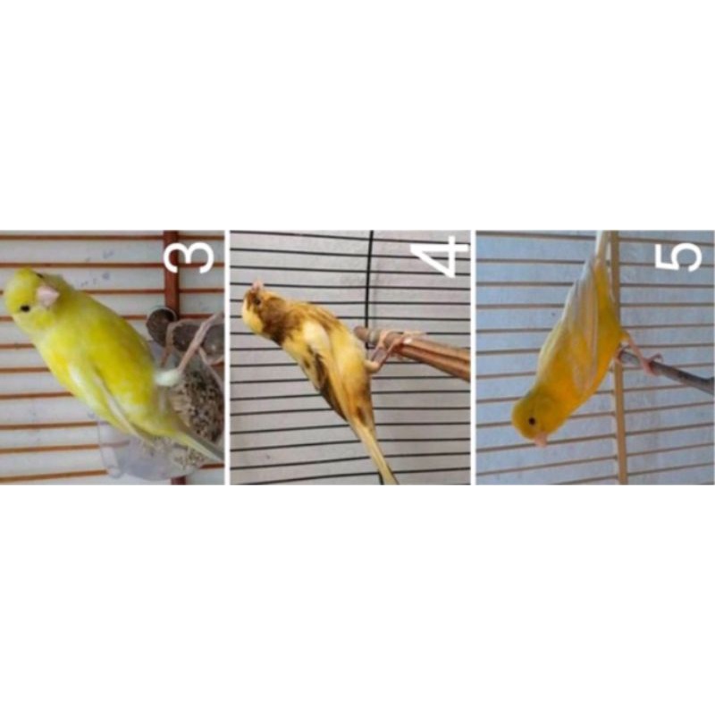 kenari loper pilihan jantan