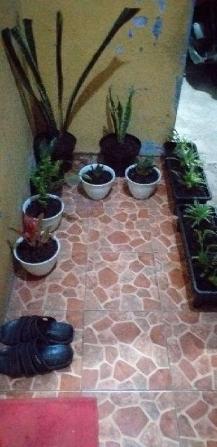 Media Tanam Organik Tanah Kompos  Repack 1kg