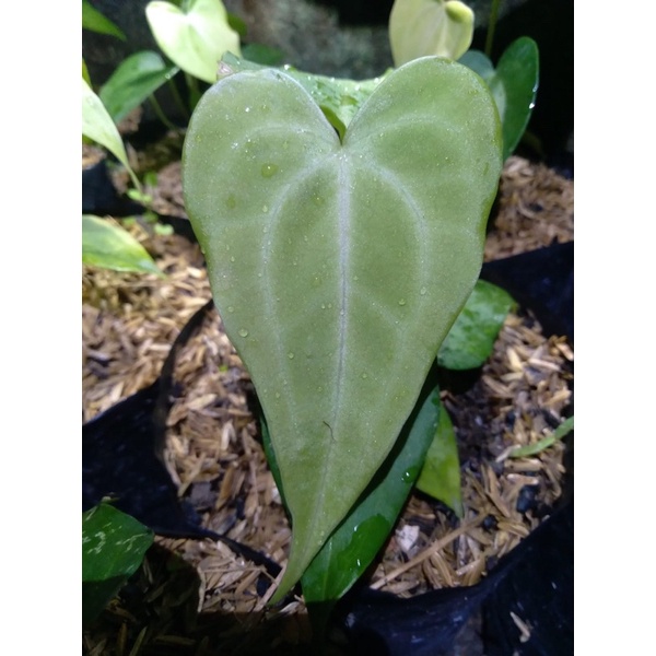 anthurium clarinervium hybrid