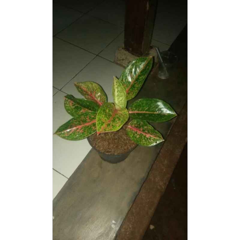 Aglonema BigMama Indukan