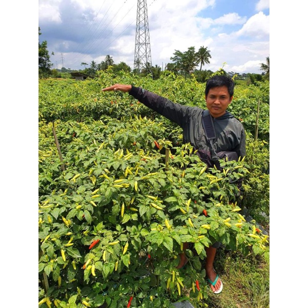 CRM KALIBER Cabe Rawit Merah Kaliber Buah Lebat Kemasan 10gr Original Pabrik Cabe Kaliber wijitani Cabe Unggul Kaliber Benih Terbaik