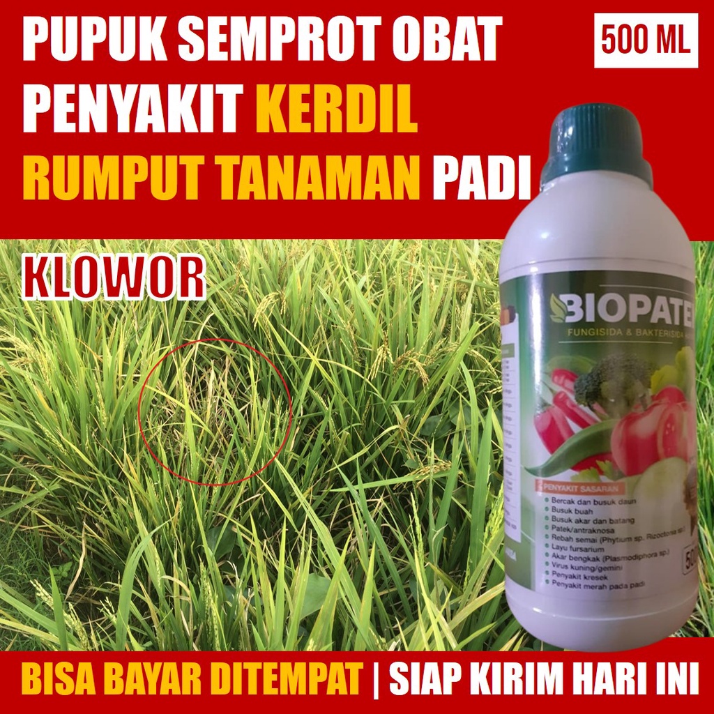 BIOPATEK 500 ML Obat Semprot Kerdil Rumput Pada Tanaman Padi, Cara Mengetasi Kerdil Rumput Tanaman P