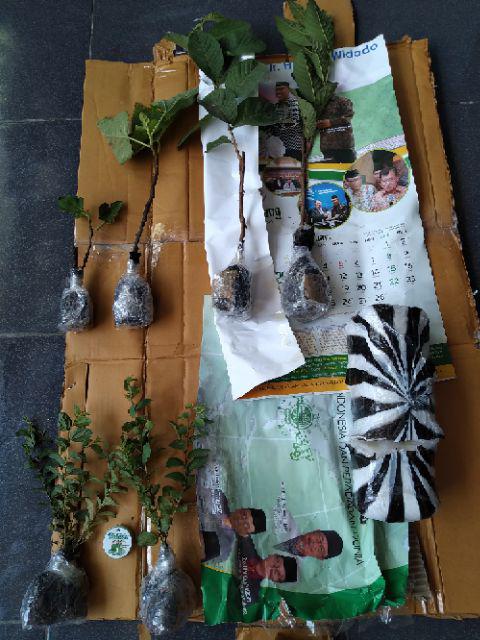 Promo Bibit Jambu Kristal, Bibit Tanaman Buah Jambu Kristal Okulasi