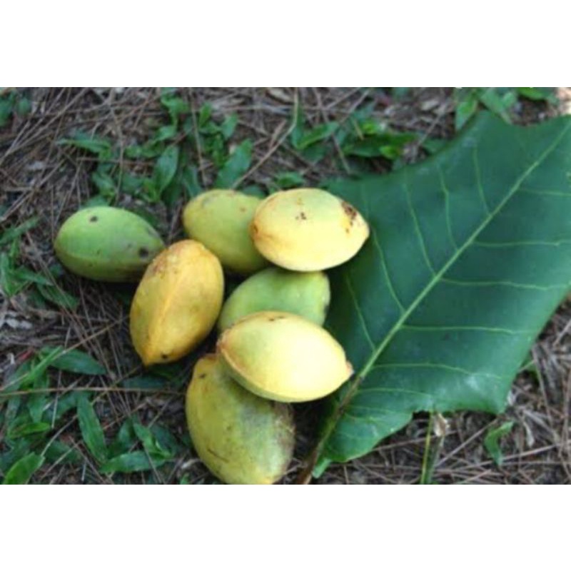 Buah Ketapang / Biji Ketapang bisa untuk obat dan benih