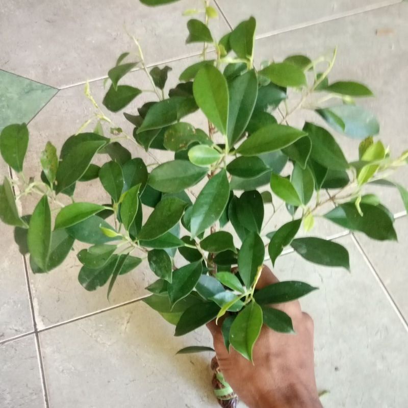 Bahan Bonsai Beringin Kimeng Turun Cangkok