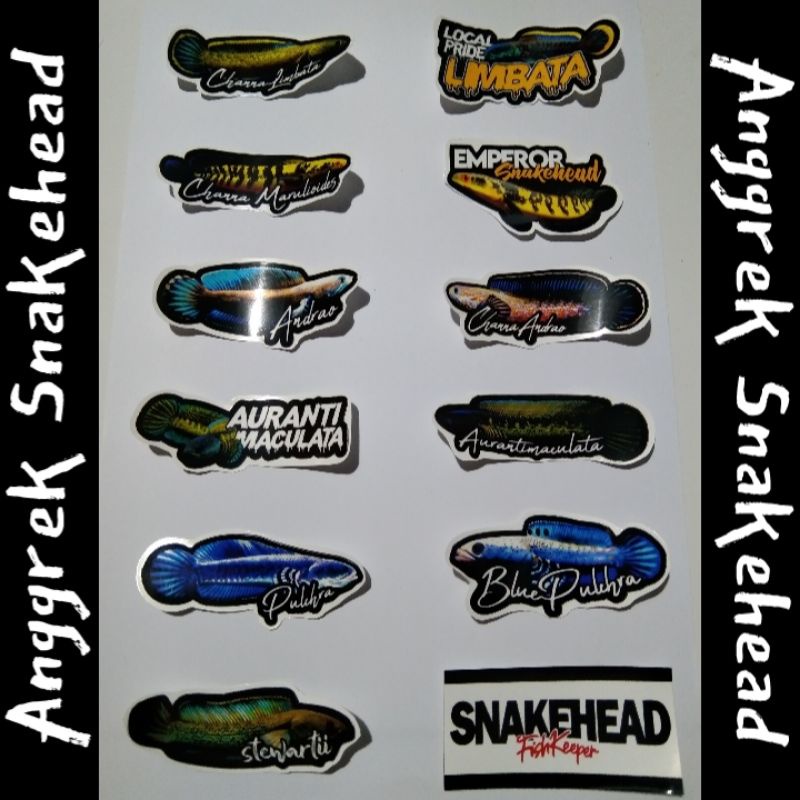 

Stiker Channa Maru Auranti Limbata Pulcra Andrao Stewarti Anti Air