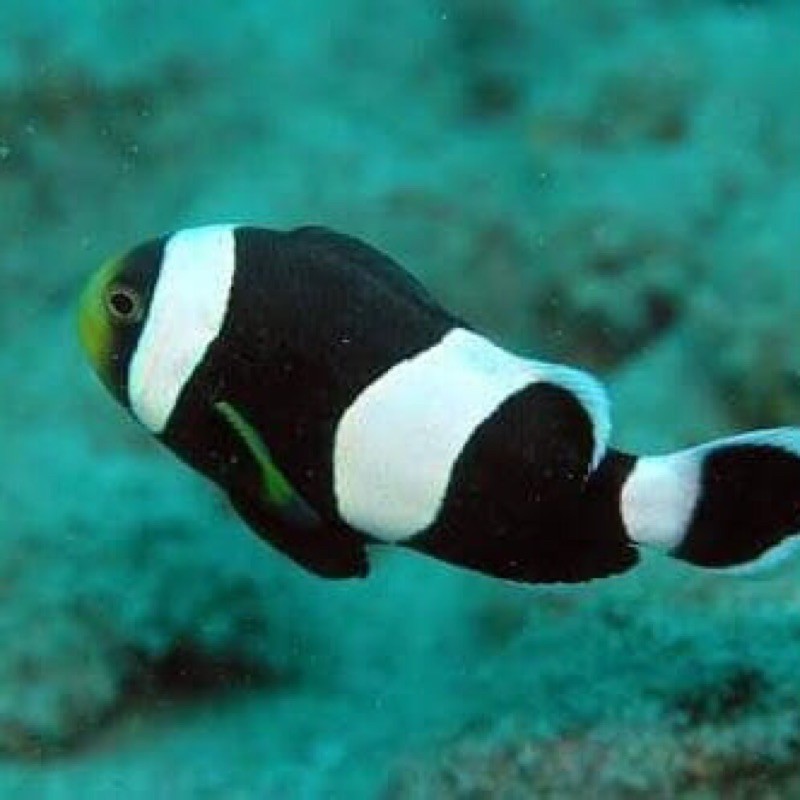 ikan hias laut nemo giro negro