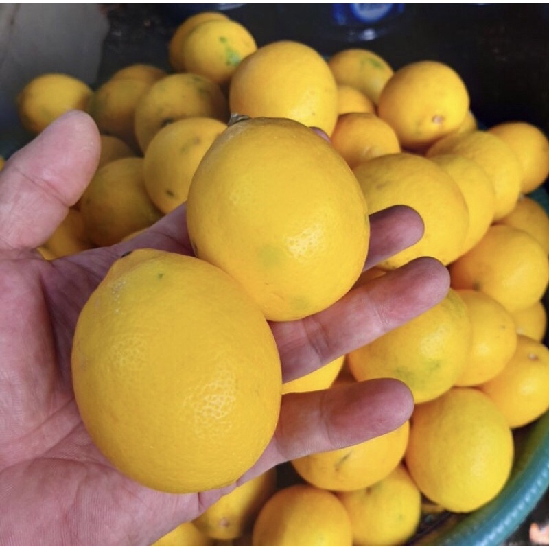 

JERUK LEMON CALIFORNIA 1KG isi 7-9